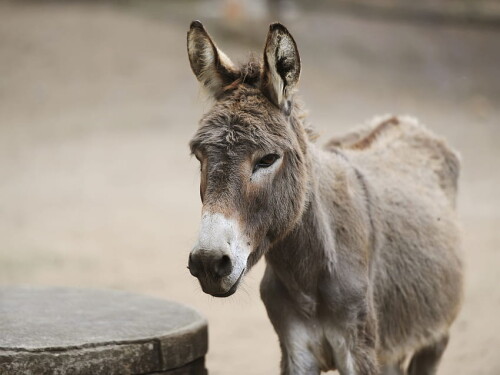 desktop-wallpaper-donkey-background.jpg