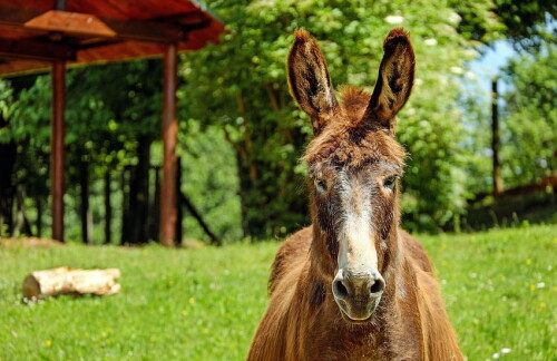 desktop-wallpaper-donkey-backgrounds-donkey.jpg
