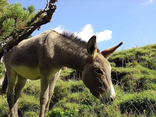 desktop-wallpaper-donkey-cute-donkey-animals-barn-animals-funny-donkey.jpg