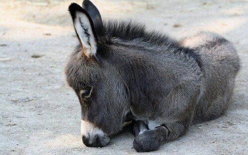 desktop-wallpaper-donkey-donkey-kong-donkey-kong-country-and-donkey-kong-iphone-baby-donkey.jpg