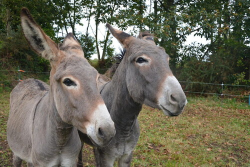 desktop-wallpaper-donkey-for-android-apk.jpg