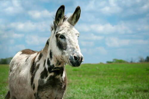desktop-wallpaper-donkey-for-background-funny-donkey.jpg