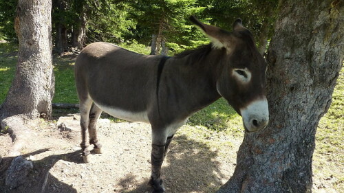desktop-wallpaper-donkey-for-computer-cartoon-donkey.jpg