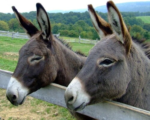 desktop-wallpaper-donkey-funny-stock-funny-donkey-1.jpg