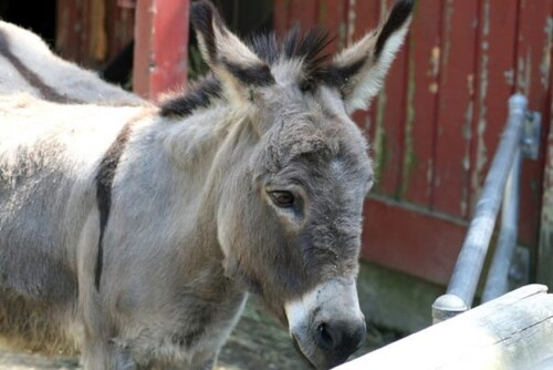 desktop-wallpaper-donkey-funny-stock-funny-donkey.jpg