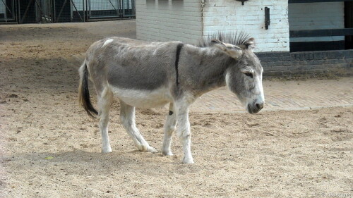 desktop-wallpaper-donkey-in-a-zoo-barbara-s.jpg