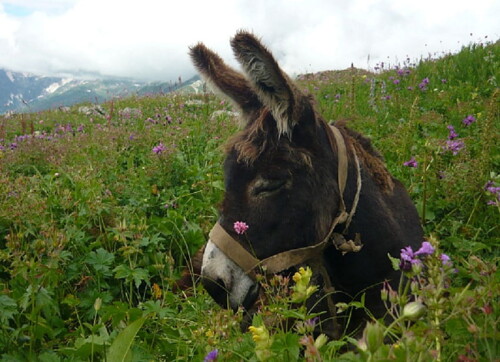 desktop-wallpaper-donkey-oatie-ears-grass-sleeping-donkey.jpg