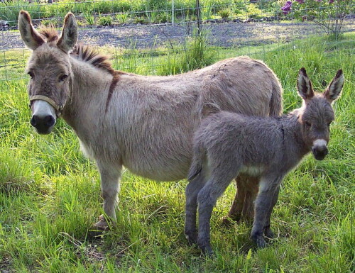 desktop-wallpaper-donkey-pour-android-funny-donkey.jpg