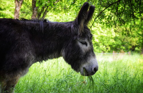 desktop-wallpaper-donkey-ultra-baby-donkey.jpg