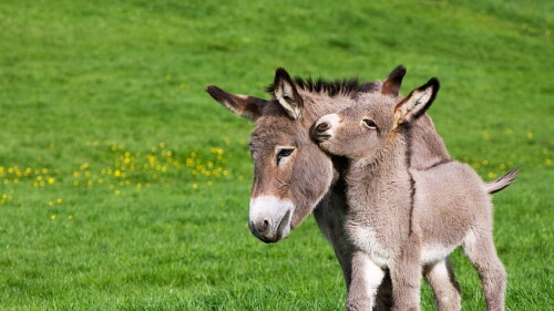 desktop-wallpaper-donkey.jpg