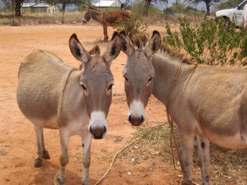 desktop-wallpaper-donkeys-and.jpg