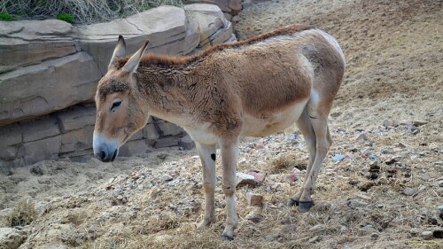 desktop-wallpaper-donkeys-barbara-s.jpg