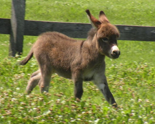 desktop-wallpaper-donkeys-donkey-baby.jpg