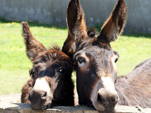 desktop-wallpaper-donkeys-donkeys-and-background.jpg