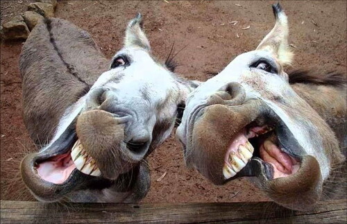 desktop-wallpaper-funny-donkey-donkey-1.jpg