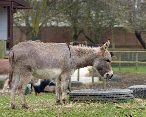 desktop-wallpaper-funny-donkey-for-android-funny-donkey.jpg