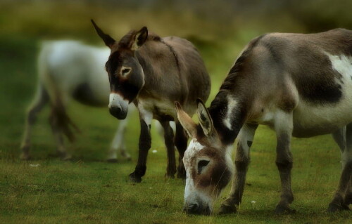 desktop-wallpaper-grass-face-treatment-pasture-pair-two-donkey-donkey-donkeys-grazing-donkeys-two-donkeys-for-section-ZIVOTNYE-baby-donkey.jpg