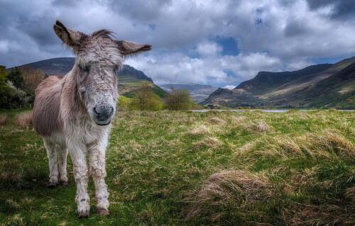 desktop-wallpaper-nature-background-donkey-for.jpg