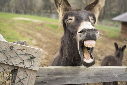 desktop-wallpaper-ranch-nature-animal-fun-funny-teeth-yawn-donkey-6000x4000-funny-donkey.jpg