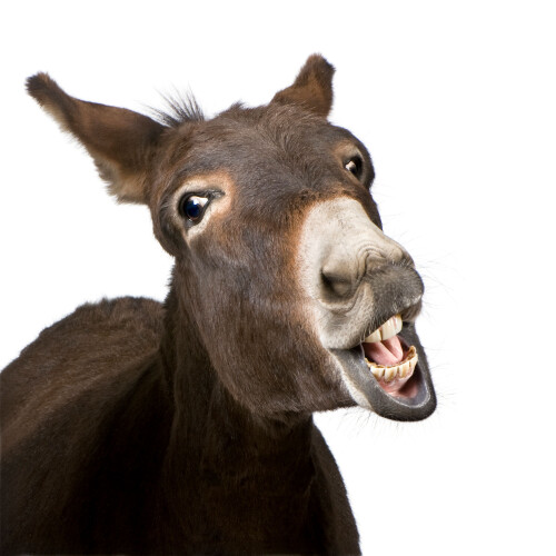 donkey-2.jpg