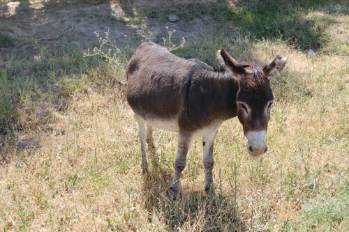 donkey-by-the-roadside-hd-wallpaper.jpg