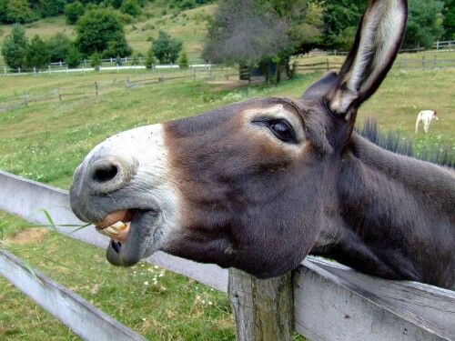 donkeysneedm.jpg
