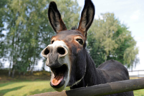 livestockdonkeys-1.jpeg