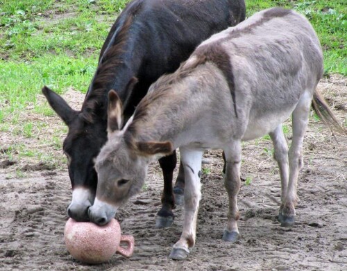 spring-farm-cares-donkeys-1024x800.jpg