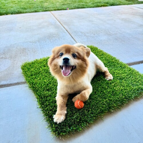 Turf-TX.jpg