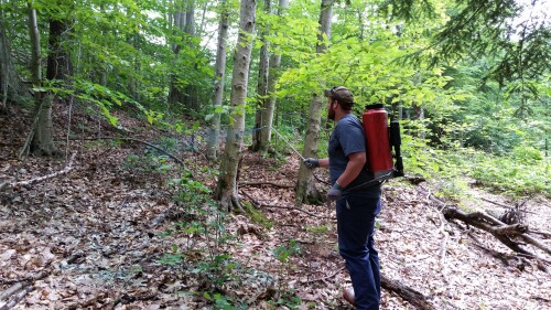 Timber-Appraisals-Naples.jpg