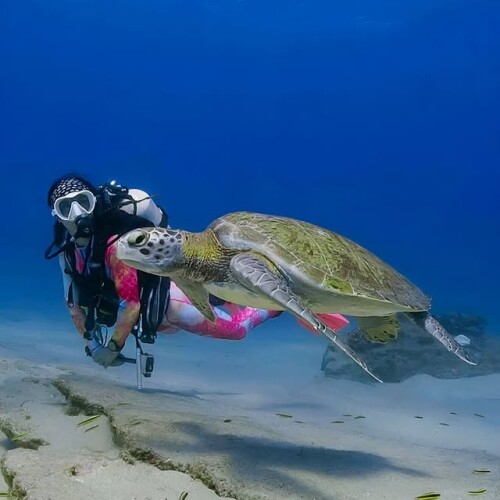 SUR DIVE447🧜 @lara underwater